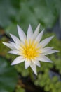 Tropical waterlily, Nymphaea caerulea x Nymphaea thermarum, purple tinged flower with yellow eye